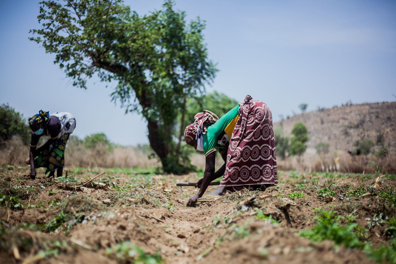 Nigerian farmers checking field data on a tablet